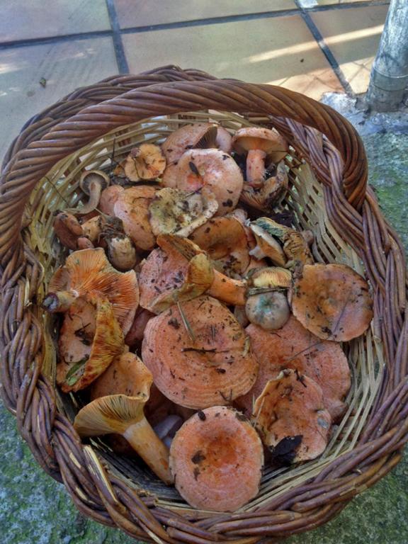 Alberg Roques Blanques Ribes De Freser Dış mekan fotoğraf